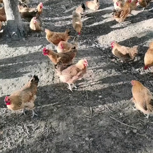 如东县散养草鸡