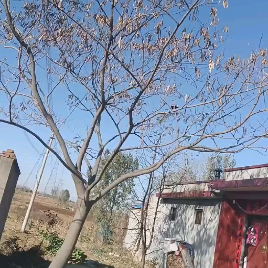 宁阳县出售戎花树一棵，十年树龄，每年戎花盛开。舍不得砍伐，求买主！