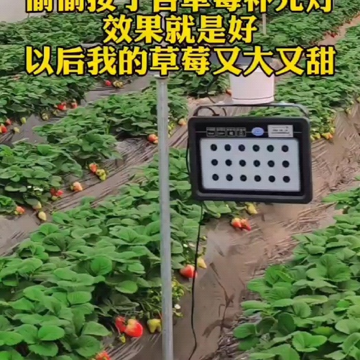 深圳植物补光灯 草莓专用补光灯