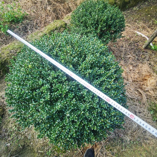 浏阳市龟甲冬青球 冬青 四季常青 常绿杯苗地苗