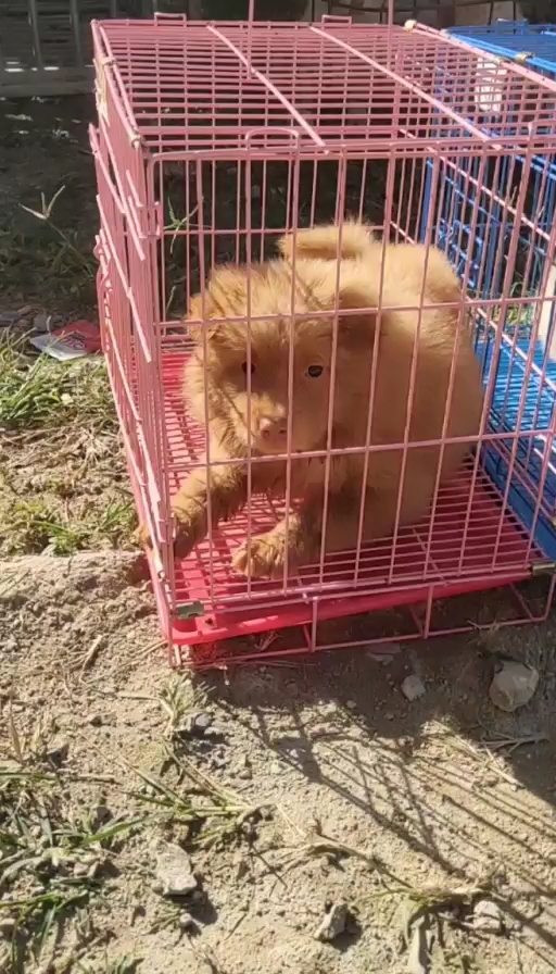岑溪市中华田园犬