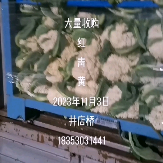 东明县青梗松花菜
