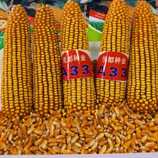 定海神针嘉钰A33，铁杆金米，矮杆耐密，容重801，一袋包邮