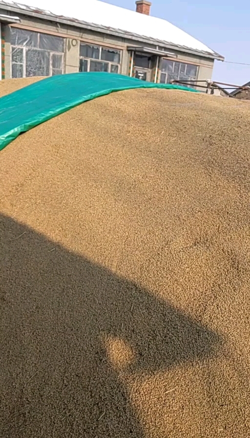 铁力市东北园粒水稻整车批发