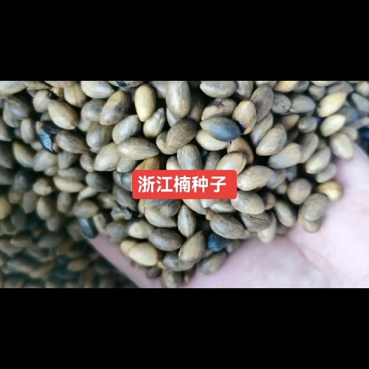 新采浙江楠种子 浙江楠种子行情价格 产地批发 小苗培育基地