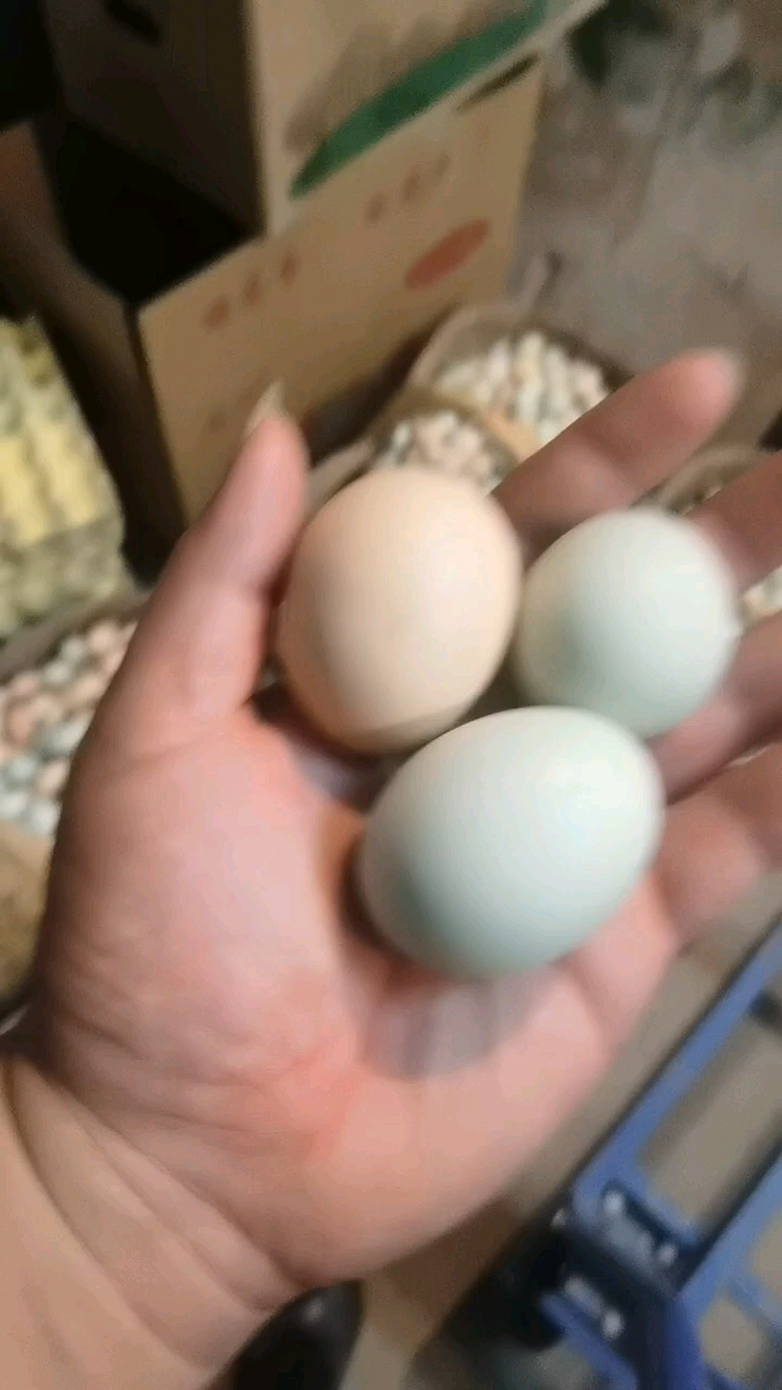 初生蛋
