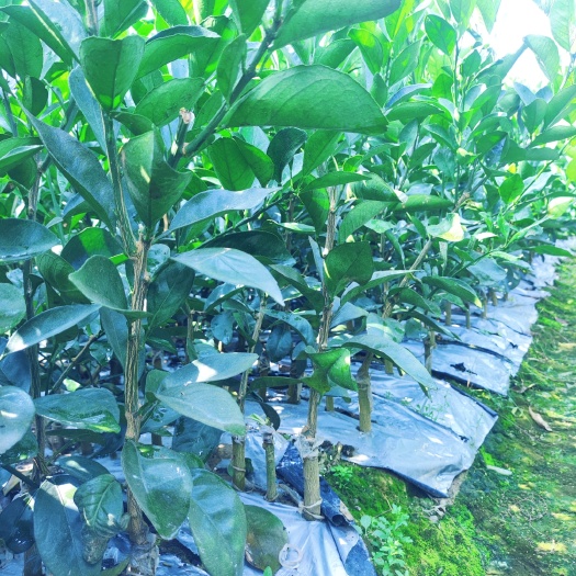 柳州脐橙苗 纽荷尔脐橙种苗 健壮根须好