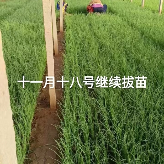 潍坊铁杆大葱苗