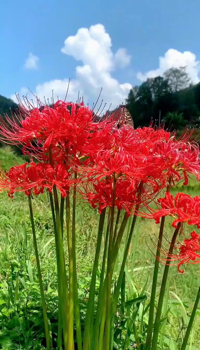 彼岸花种球曼珠沙华盆栽多年生石蒜种球四季种植花卉盆栽开花种球