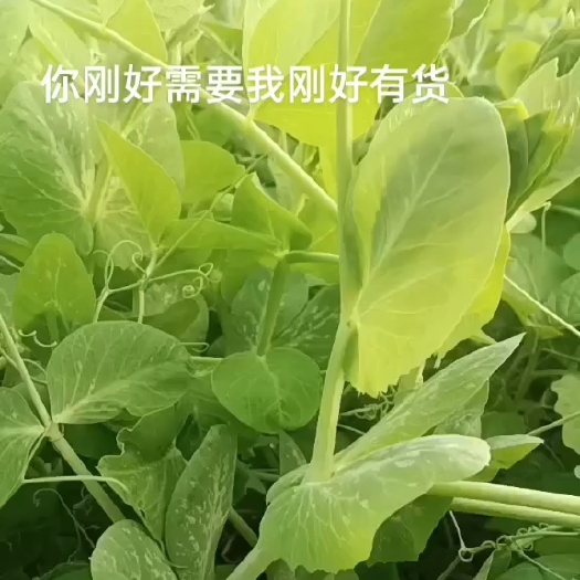弥勒市豌豆苗