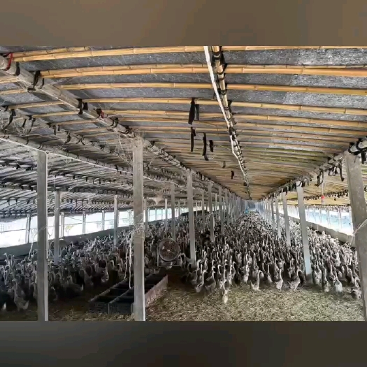 阳春市特产腊鸭
