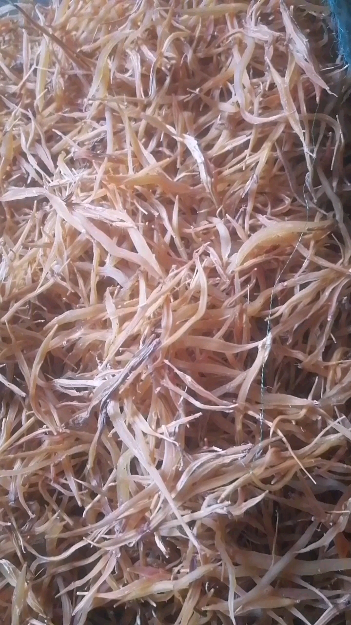 中药天冬大货统货
