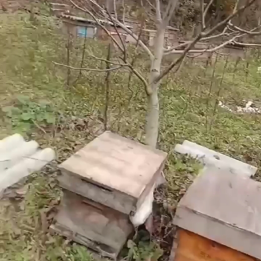 徽县甘肃陇南中蜜