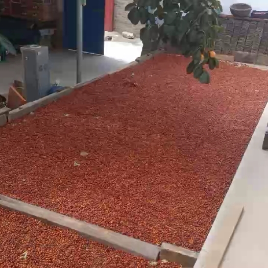 文水县干酸枣