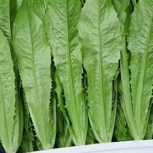 邯郸精品油麦菜