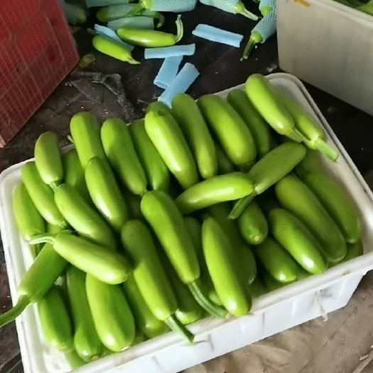 费县西葫芦大量现货大量供应货源充足