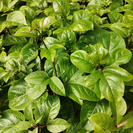 灵山县钦蜜九号嫁接苗
