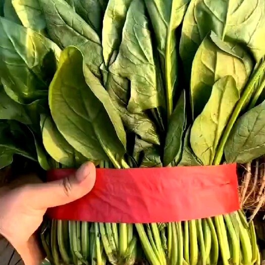 邯郸精品 菠菜