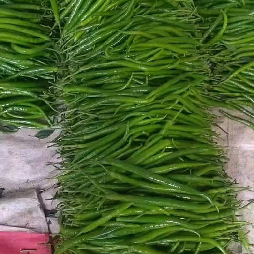 费县线椒大量现货大量供应