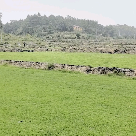 株洲马尼拉草皮，草块、草卷。