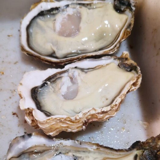 漳浦县精品三倍体