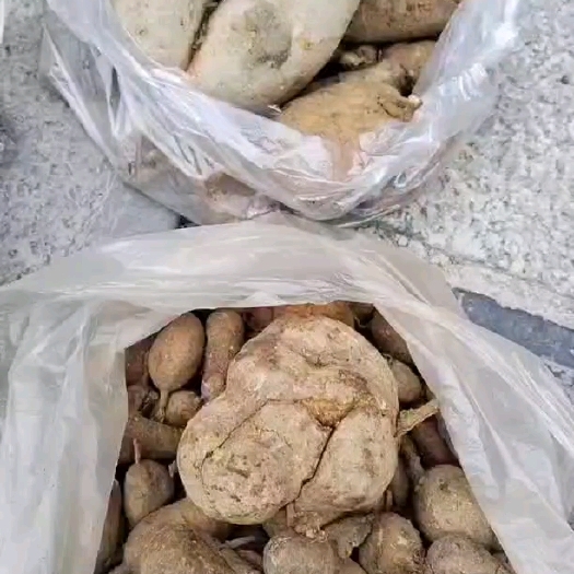 务川县山上的地苦胆，黄精等中药材