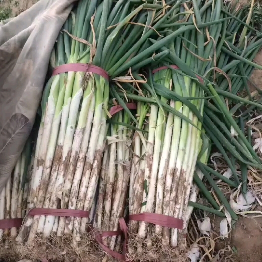 沈丘县大葱