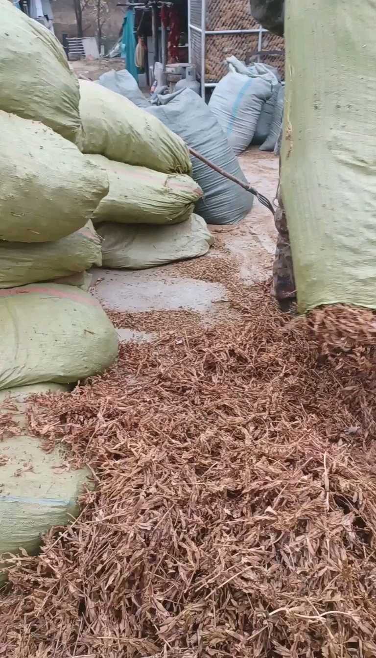 龙胆草种子
