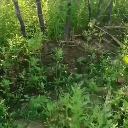 甘蔗