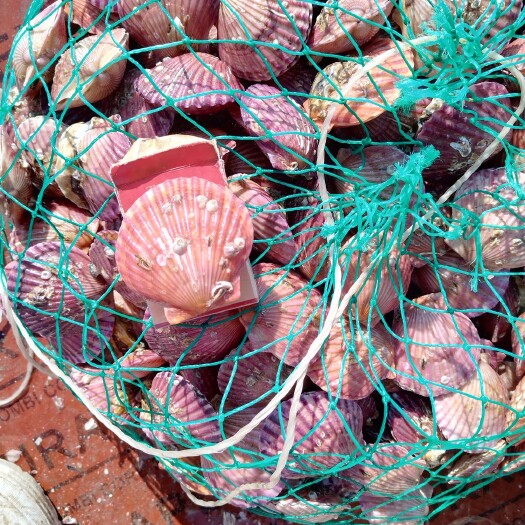 威海精品扇贝精品海湾扇贝精品小红贝产地直发