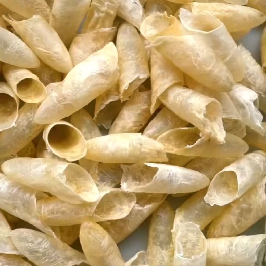 广州咸水黄花筒圆筒，口感Q弹厚实