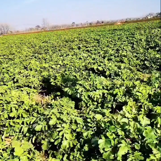 涡阳县精品白萝卜