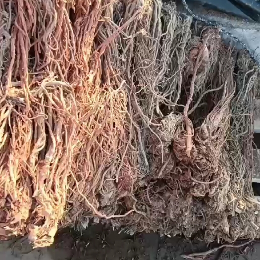 陇南羌活