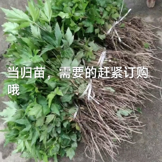汉源县当归种苗