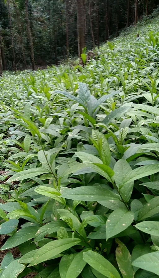 恭城县黄花倒水莲苗