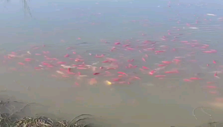 南陵县锦鲤红草