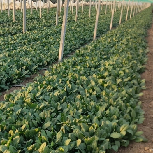 潍坊菠菜 大量现货