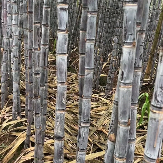 云南，黑皮甘蔗，市场货电商货大量上市中，产地基地直采，