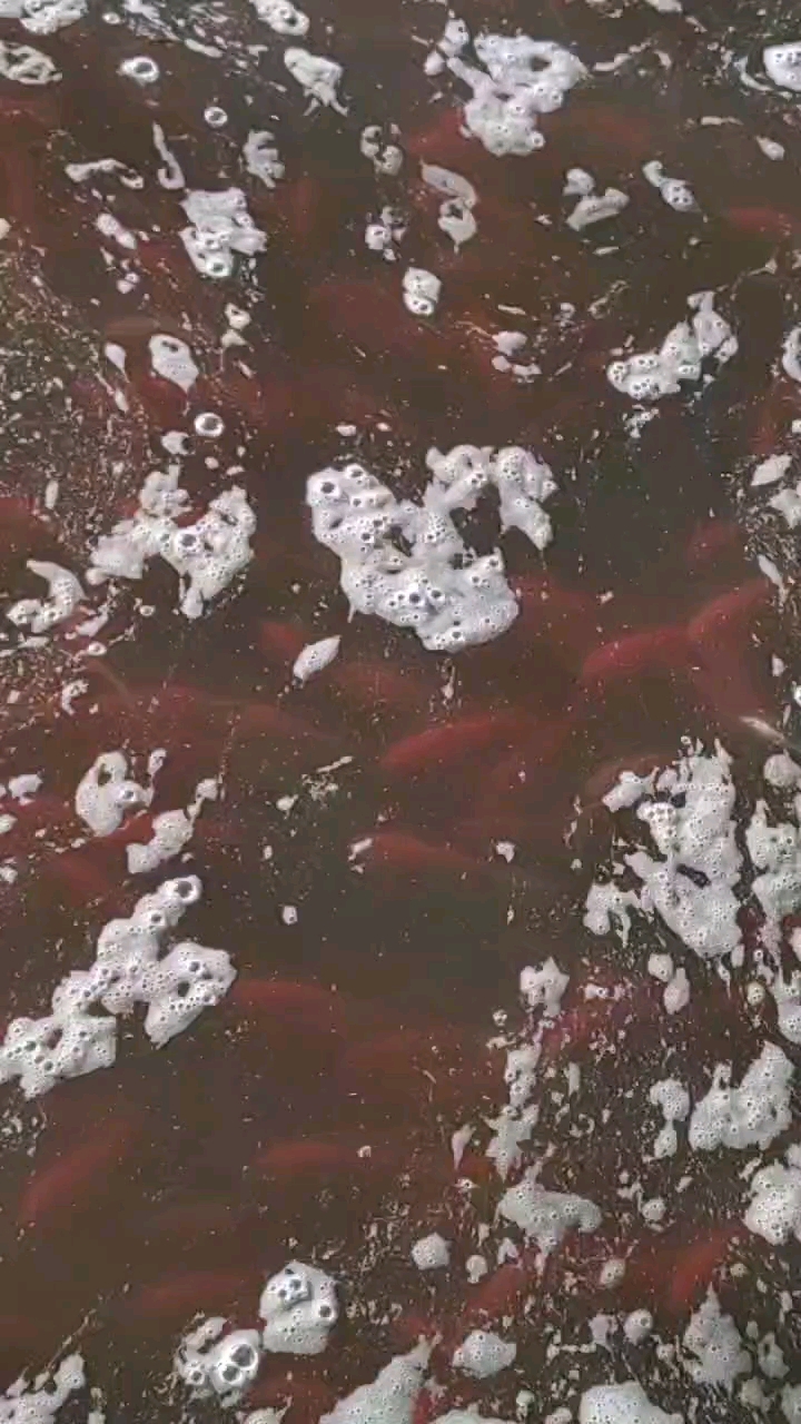 刚出塘的小红草