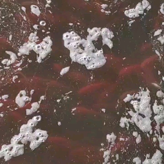 南陵县刚出塘的小红草