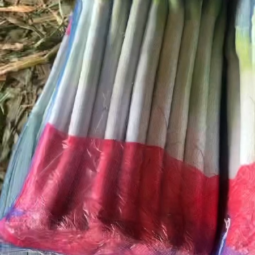 邯郸一级大葱  刚葱