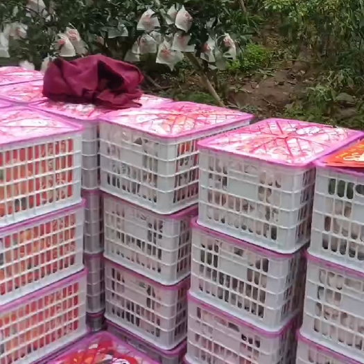 仁寿县大量出售爱媛橙，70开剪，80往上占7成。耙耙柑，纯甜。