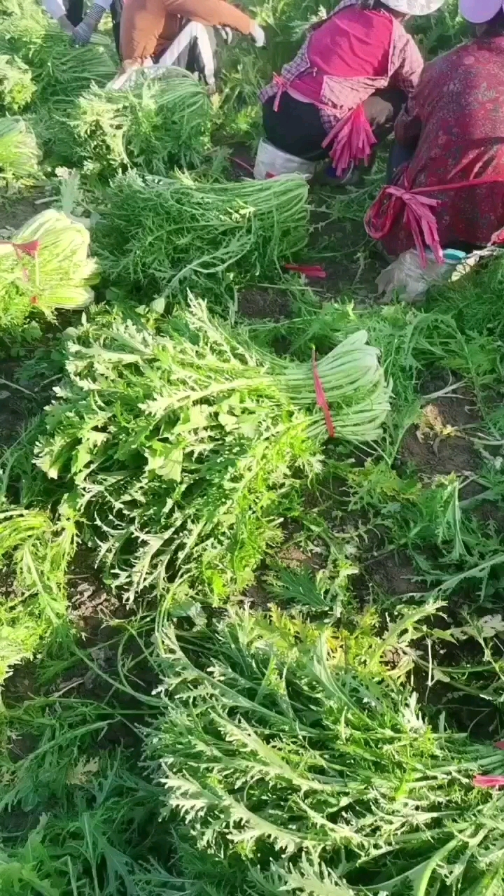 雪里红