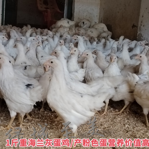 南宁海兰灰/海兰褐多蛋鸡，产蛋不抱窝/年产蛋250枚到300枚