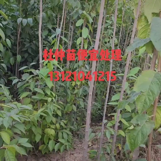 沧县杜仲苗 ，三年苗，给钱就卖。便宜处理。