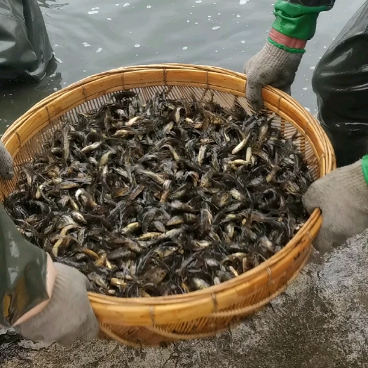 成都黄颡鱼苗 出售黄颡寸片成鱼