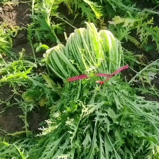 长阳县雪里红