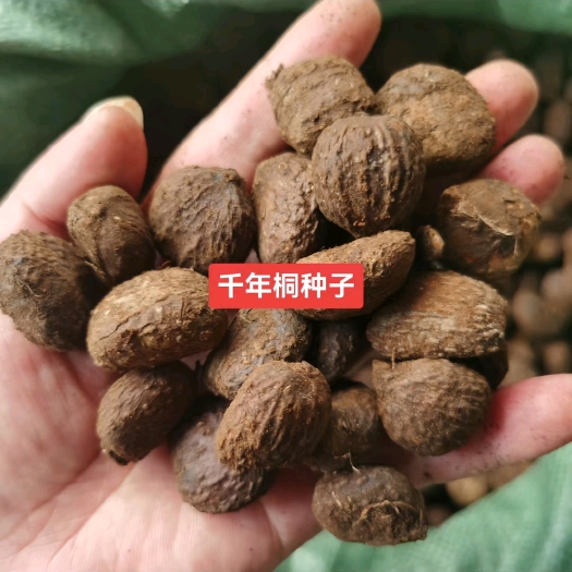 九江油桐种子 千年桐种子 油桐小苗种植基地 新采子价格