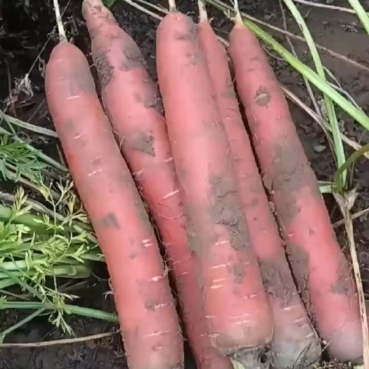 大荔县红萝卜大量供应，价格8毛产地直发，品质保证欢迎前来订购