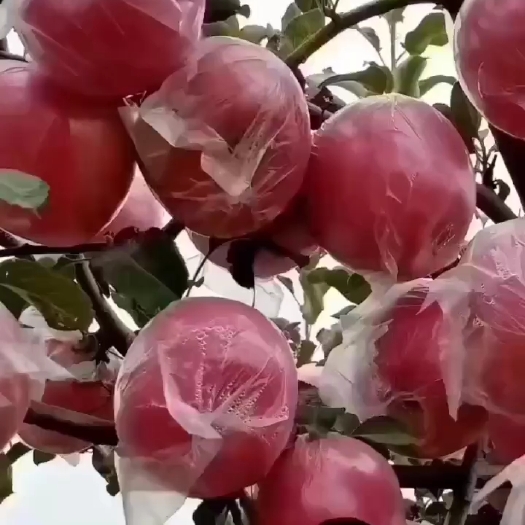 万荣县大量供应山西运城万荣，临猗坡上纸加膜，膜袋冰糖心红富士苹果